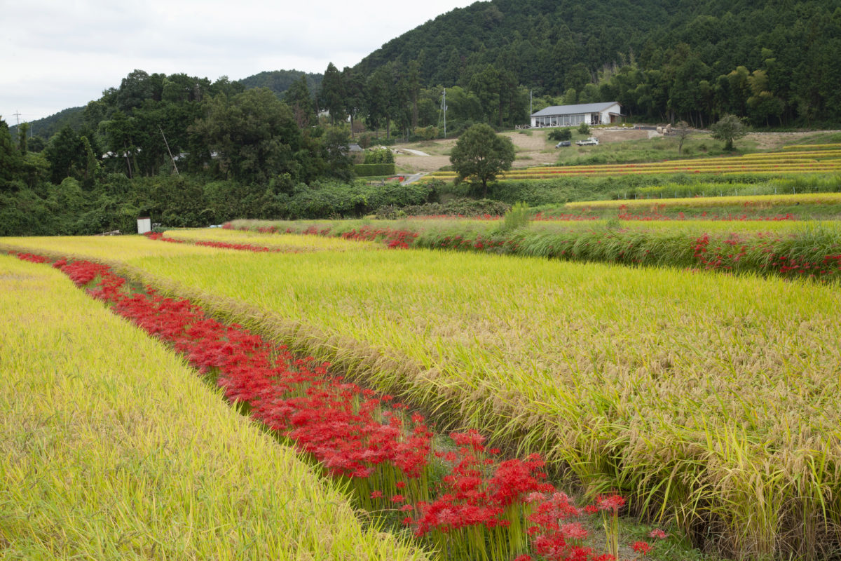 葛城山麓農園